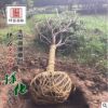 基地批發綠化苗木優質櫻花苗 庭院植物花卉日本晚櫻