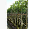 大量批發(fā)供應(yīng) 菠蘿蜜 樹菠蘿 園林綠化 鄉(xiāng)村綠化 苗樹歡迎來電咨