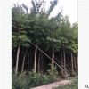 羊蹄甲紅花紫荊 庭院公園風(fēng)景樹 多種規(guī)格可按需供應(yīng) 歡迎詢價(jià)
