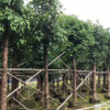 大量供應(yīng)優(yōu)質(zhì)秋楓樹綠化苗木農(nóng)戶自家花場(chǎng)種植直銷