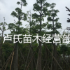苗木現(xiàn)貨（本地木棉）落葉喬木園林綠化行道樹袋苗移植苗規(guī)格齊全