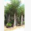 基地直銷 藍洋楹苗2-8m 供應全國批發(fā)