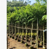 產地供 海南黃花梨樹苗木 黃花梨樹苗 綠化苗木喬木園林植物量大