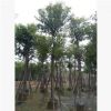 供應 海南葡萄樹，園林綠化樹 價格優(yōu)惠 工程苗木基地直銷