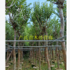 宮粉紫荊 基地直銷 大量批發(fā) 價格優(yōu)惠，園林景觀工程供應規(guī)格齊