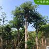 供應全國直銷鳳凰木 自家苗一手貨源 價格優(yōu)惠