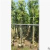 大量供應綠化苗木天竺桂 陰香 農戶自家種植一手貨源銷售