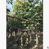 大量供應優(yōu)質菩提榕5-30公分 多種規(guī)格綠化工程 園林 行道樹
