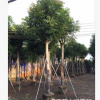 【熱銷】桃花心木/綠化苗木/移植/假植木5-30公分普寧本地產地直
