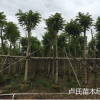 本地直銷優(yōu)質火焰木樹澳洲火焰 地苗和袋苗樹形佳綠化鄉(xiāng)村苗木