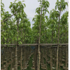 【熱銷】本基地大量供應白玉蘭/綠化樹木/小苗袋苗移植苗行道樹