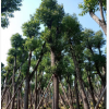【熱銷】供應地苗袋苗骨架香樟樹木本地自家種植銷售園林綠化工程