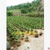大量供應自家馬占相思 大葉相思 價格優(yōu)惠 一手貨源 綠化工程苗木