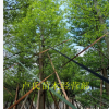 供應小葉欖仁袋苗 細葉欖仁 錦葉欖仁 工程綠化風景樹 行道樹