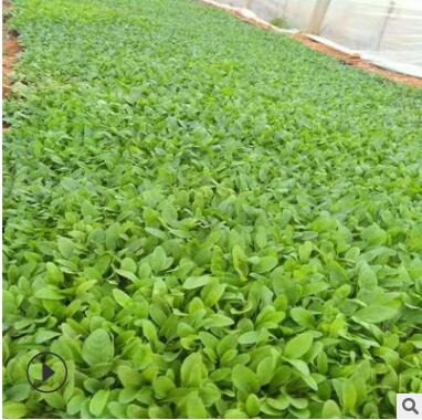 廠家直銷 地被鼠尾草 花卉新品上市 大量批發(fā) 地被鼠尾草