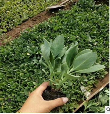 山東濰坊青州廠家直銷 花卉 八寶景天 大批量發(fā)貨