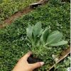 山東濰坊青州廠家直銷 花卉 八寶景天 大批量發(fā)貨