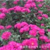 菊花 菊花苗供應商 批發熱銷四季菊花苗