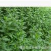耐寒、耐熱、適應性強，嫩莖葉清香可口的菊花腦種子
