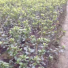 大量供應 杜鵑球 春鵑 夏鵑 毛鵑 綠籬花卉 公園庭院綠化苗木廠家