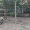 紅櫸樹苗批發耐寒耐紅櫸小苗苗圃直銷工程綠化苗木行道樹量大價優