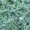 迎春花樹苗 迎春小苗 批發苗圃直銷迎春床苗工程綠化苗木量大優惠