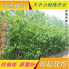 批發工程綠化樹苗 紫荊樹苗 滿條紅苗庭院觀賞花卉 規格齊全