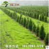 多規格綠化工程樹苗大量批發檜柏 塔檜 蜀檜小苗 四季常青易種植