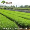 基地供應 綠化工程苗 小葉黃楊苗 石楠球 紅葉石楠各種規格批發