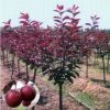 昌匯園林速生紫葉李樹直銷 紅葉李規格全 基地工程綠化道路綠化