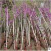 基地工程綠化樹苗紫荊樹苗 規格齊易種植叢生紫荊 滿條紅