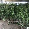 四季常青綠色植物珊瑚樹法國冬青 庭院籬笆墻植物法國冬青