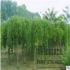 苗圃直銷優(yōu)質(zhì)龍爪槐樹批發(fā) 綠化工程 量大價(jià)優(yōu) 規(guī)格齊全
