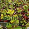 大量供應繡球花苗 八仙花苗 木本繡球 蒙娜麗莎等綠化工程苗木