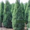 苗圃直銷批發塔松 塔柏綠化 品種規格齊全 量大優惠