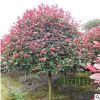 苗圃直銷供應紅葉石楠球 種類齊全 苗木基地 綠化工程 紅葉石楠