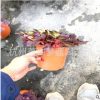 芙蓉醡漿草 冠幅10-30公分都有 品種 規(guī)格 齊全 精品優(yōu)質(zhì)苗 蕭山