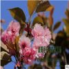 苗圃批發櫻花 日本晚櫻 規格齊全 綠化工程 量大價優規格全