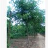 工程園林綠化皂角樹1-30公分規格齊全皂莢樹綠化園林苗木皂角樹