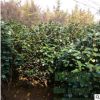 苗圃直銷批發茶花樹 十八學士、白荷花等工程花卉品種規格齊全