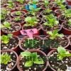 大量供應 藍吻、粉吻、藍、粉薄荷等繡球苗、八仙花苗雜交品種