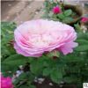批發薔薇供應月季、爬藤月季等綠化工程苗木 品種齊全 帶花發貨