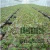 大量批發(fā)紅楓樹 綠化工程 美國紅楓 日本紅楓 品種全 規(guī)格全
