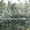 山東昌邑供應(yīng)穗花牡荊
