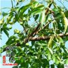 基地批發銷售苦楝樹苗 園林綠化工程苗木苦楝苗規格齊全量大從優