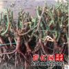 批發玫瑰月季薔薇花苗/大苗裸根老樁苗/鮮切花種根 包成活
