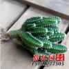 仙人山又名萬重山 山影拳 多肉多漿植物