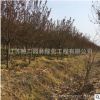 基地銷售紅葉碧桃樹苗 紫葉碧桃苗 規格全 工程綠化碧桃小苗