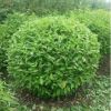 苗圃批發工程園林綠化衛矛球 四季常青植物 優質衛矛球規格齊全