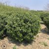 基地直銷冬青球 四季常青籬笆植物大葉黃楊球冬青小床規格齊全價